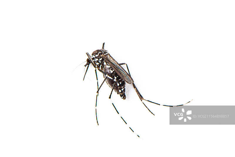 白色背景上的一只蚊子特写图片素材