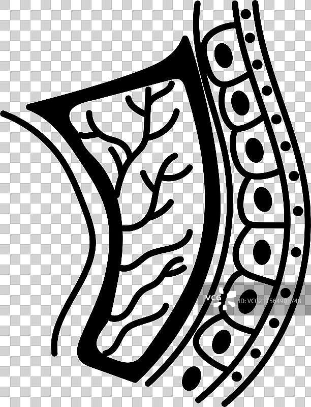 手绘的子宫内膜层图标图片素材