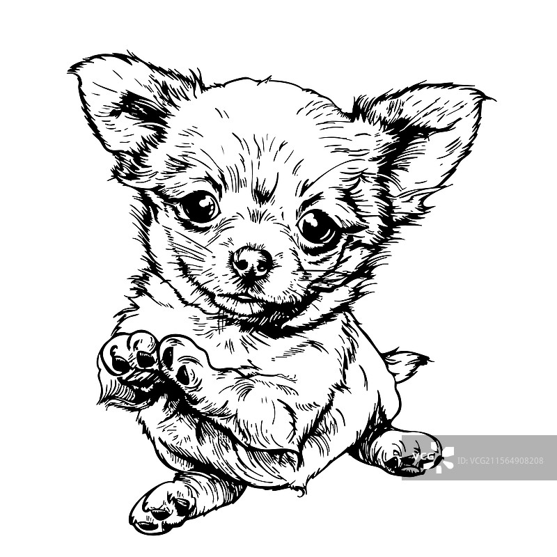 吉娃娃素描狗狗图片素材