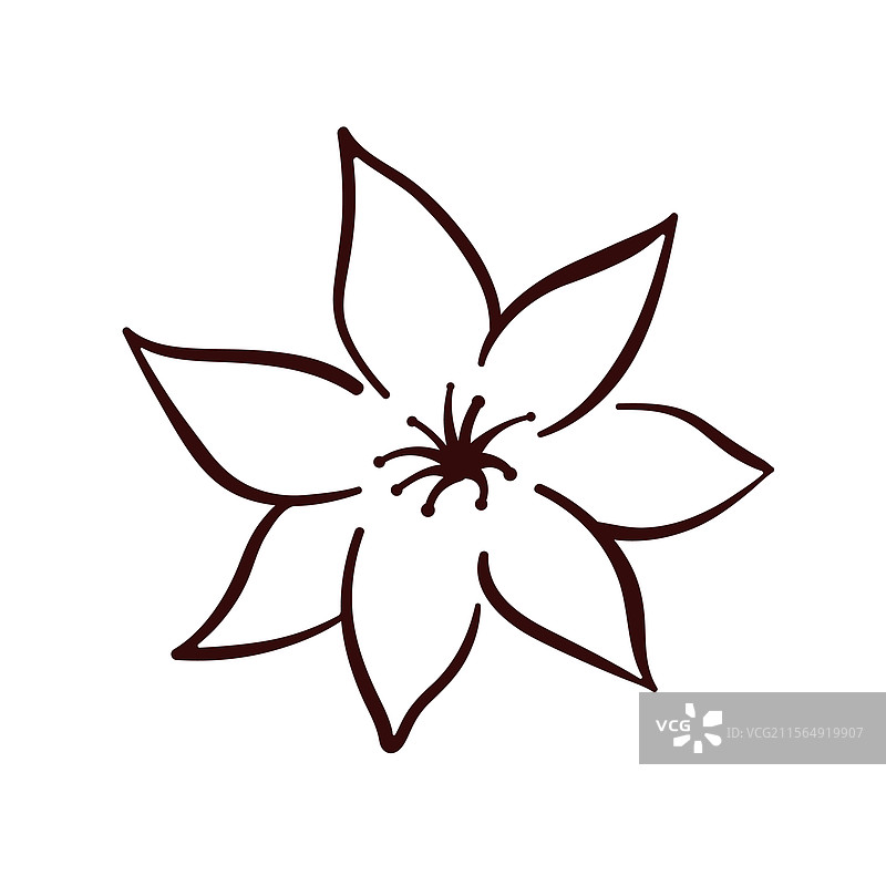 柠檬花线条艺术风格的柑橘花卉图片素材