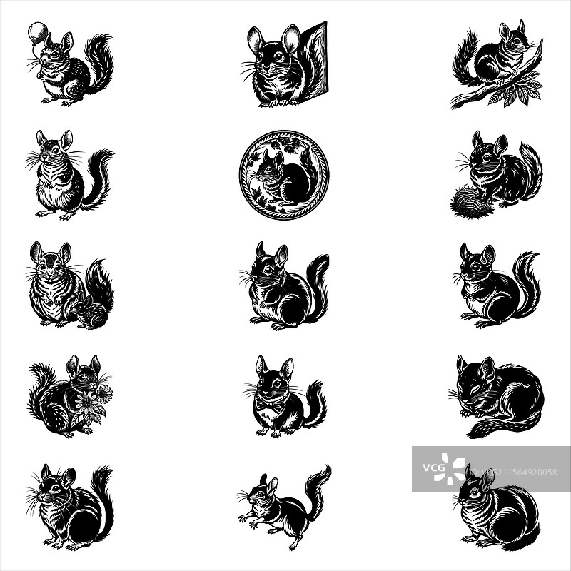 毛丝鼠图片素材