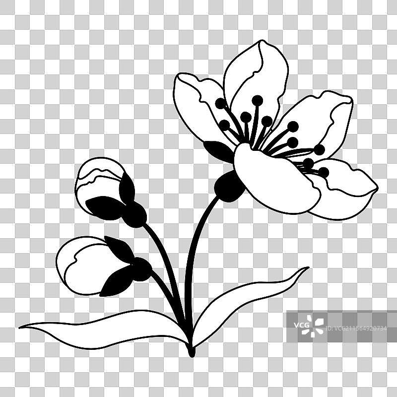 春天的花蕾：苹果花与樱花图片素材