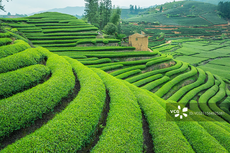 福建武夷山茶山茶园图片素材