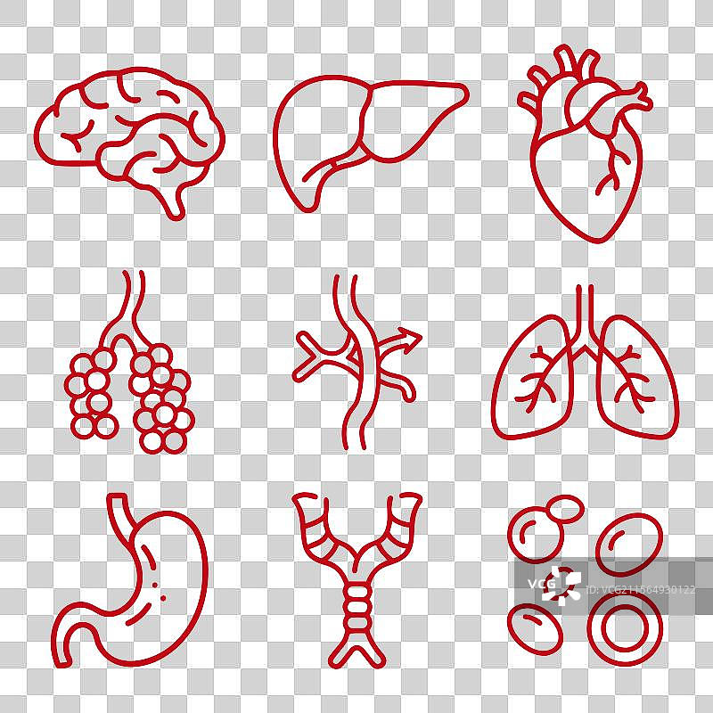人体解剖内部器官线条图标集图片素材