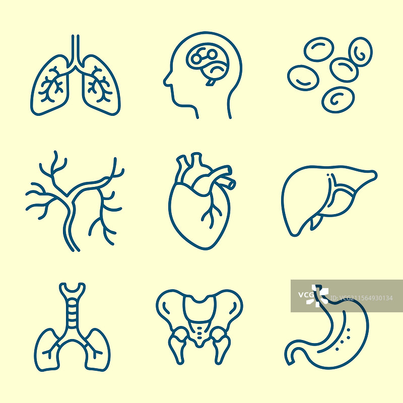 人体解剖内部器官线条艺术图标集图片素材
