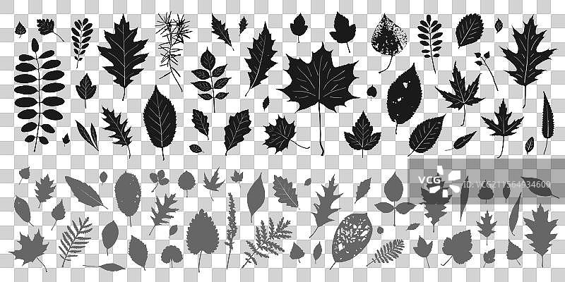 孤立的秋季背景剪影叶子集图片素材