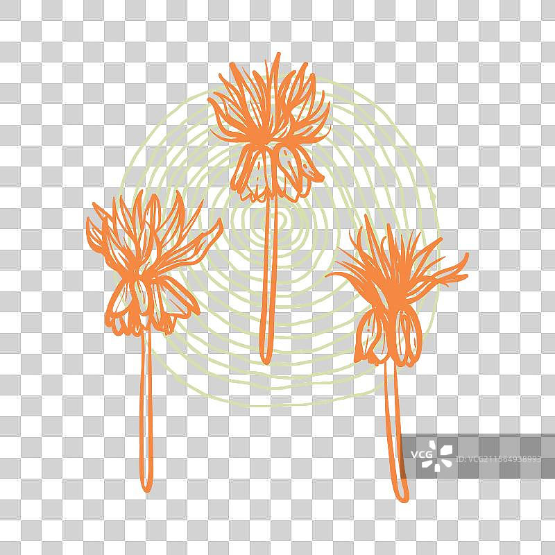 手绘线条艺术的百合花图片素材