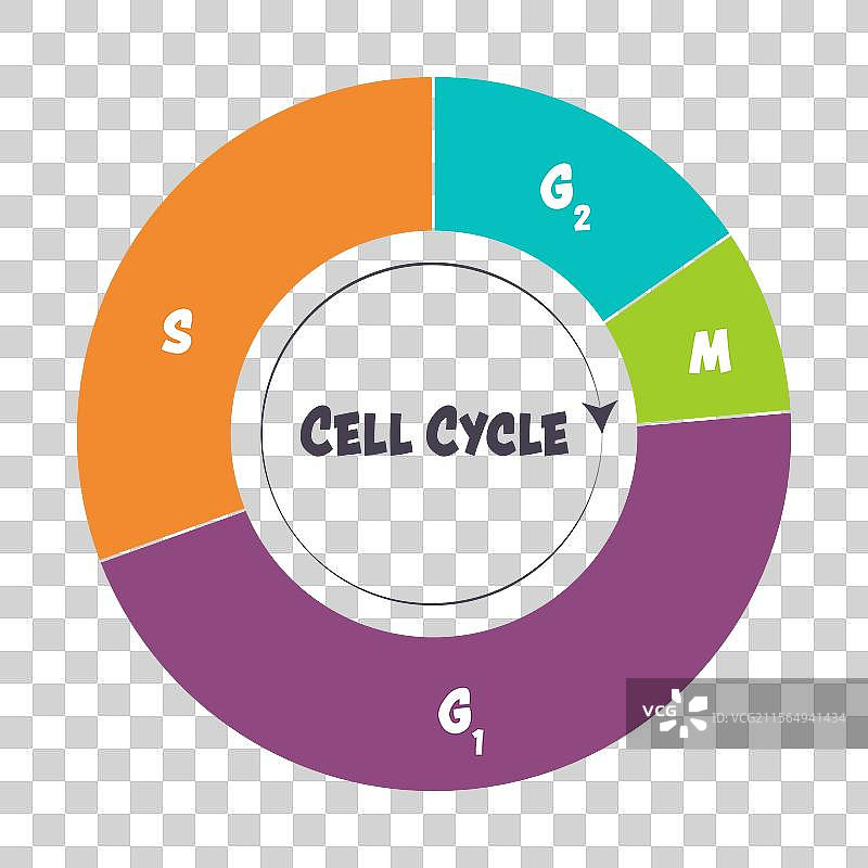 细胞周期的各个阶段图片素材