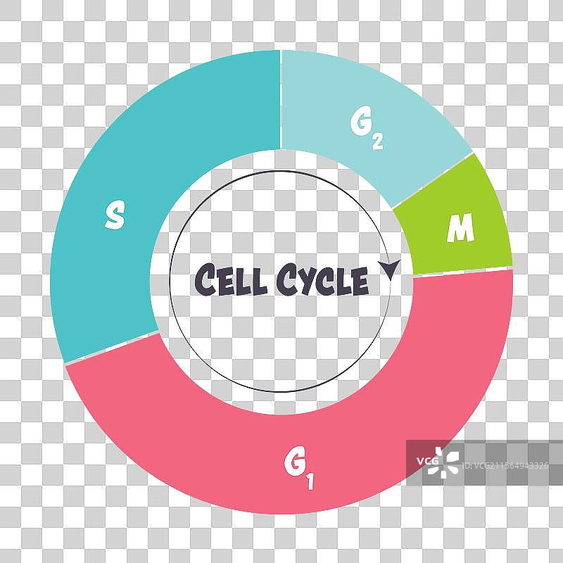 细胞周期阶段图片素材