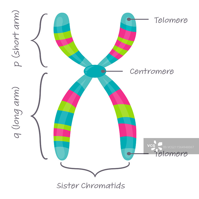 常染色体的图解图片素材
