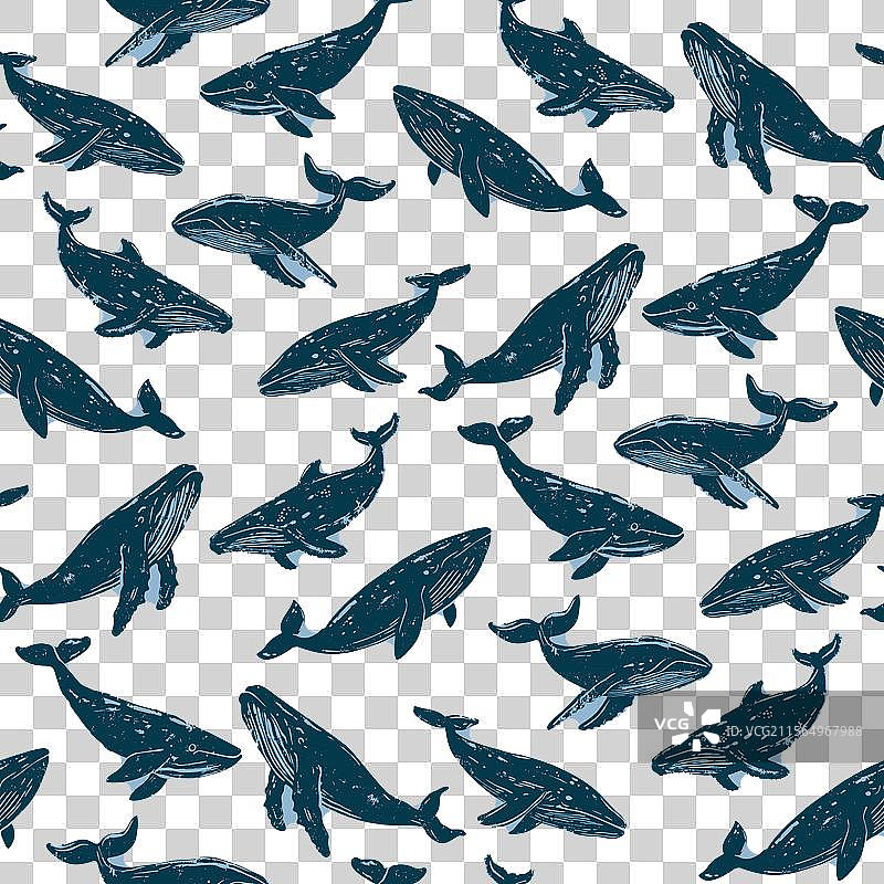 复古蓝色座头鲸在深青色海洋中图片素材