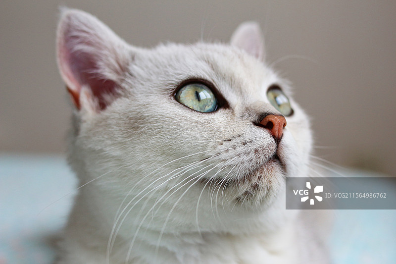 猫咪向别处看的特写镜头，动物宠物，猫咪英短银渐层，特写微距，眼睛鼻子侧脸图片素材