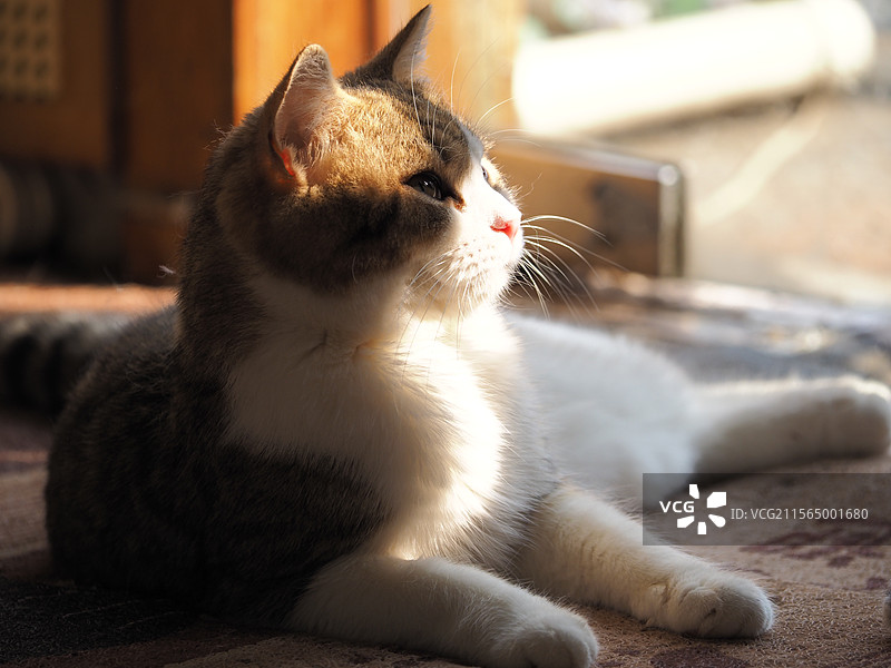 阳光与猫图片素材