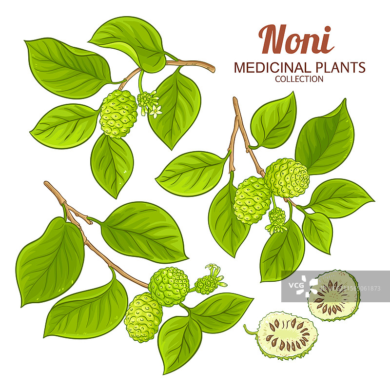 彩色详细的诺尼树枝图片素材