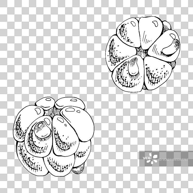 云莓、覆盆子和黑刺李果实上带有露水图片素材