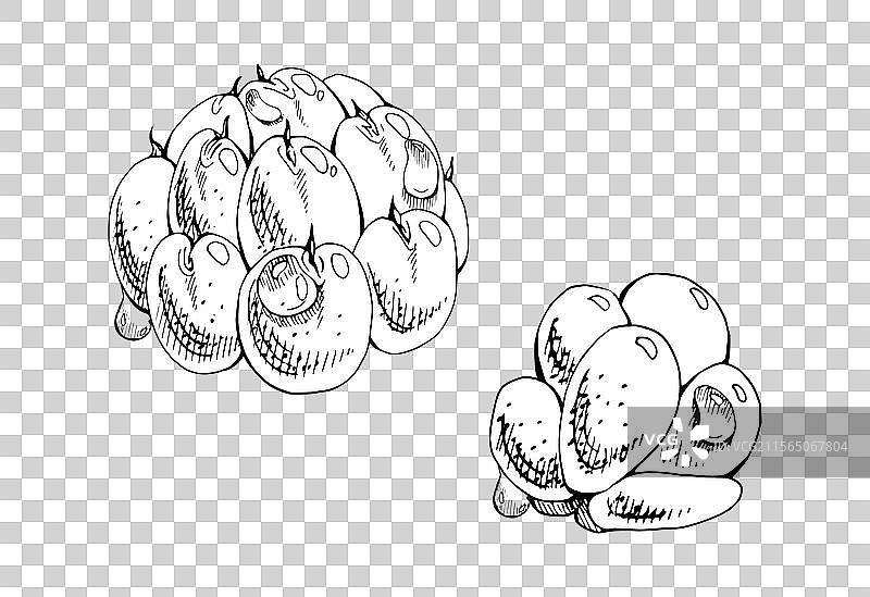 云莓、覆盆子和黑刺李果实上带有露水图片素材