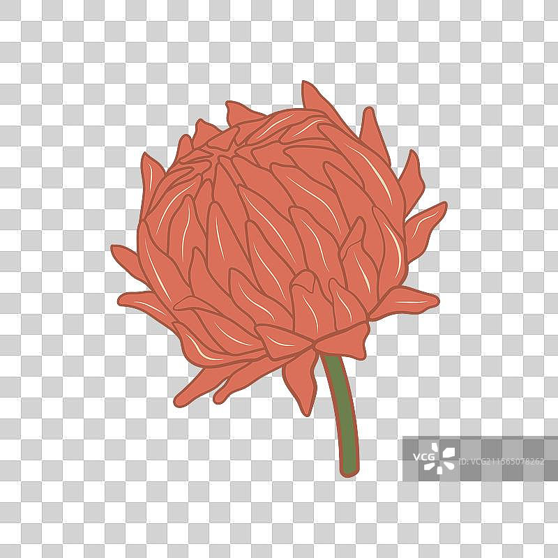 优雅的柔软红花图片素材