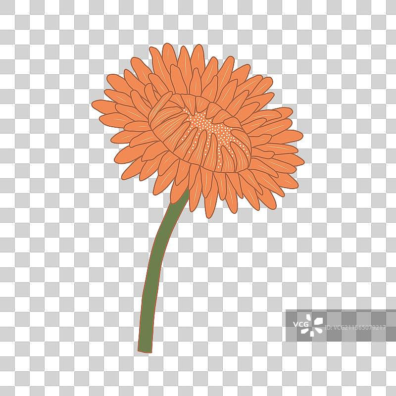 现代优雅的花卉图片素材