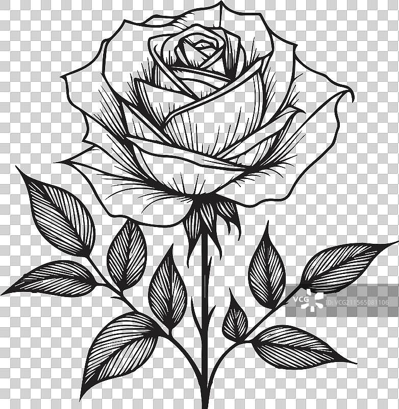 一朵盛开的玫瑰图片素材