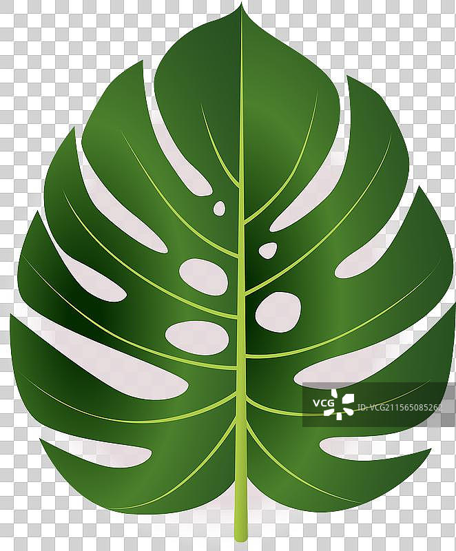 孤立在白色背景上的绿色龟背竹叶图片素材