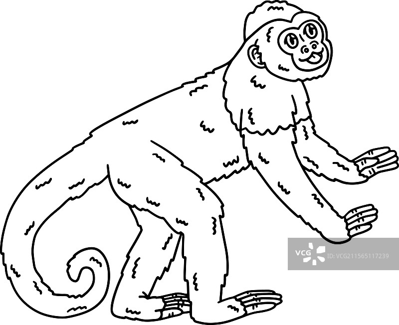 孤立的卷尾猴动物涂色页图片素材