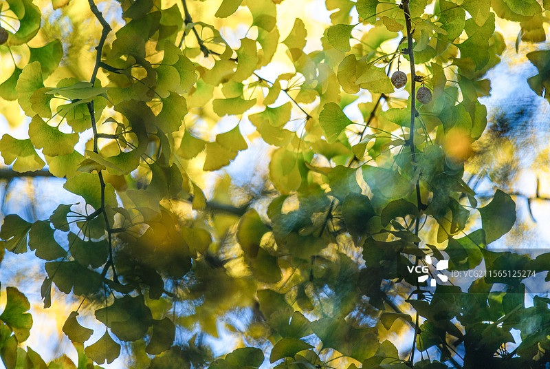 北京大觉寺中秋天的黄色银杏树树叶图片素材