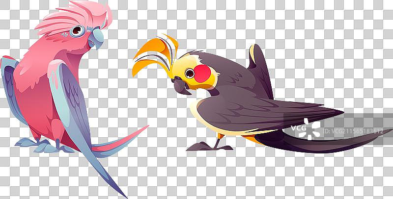 可爱的鹦鹉角色，孤立在丛林中的鸟类图片素材