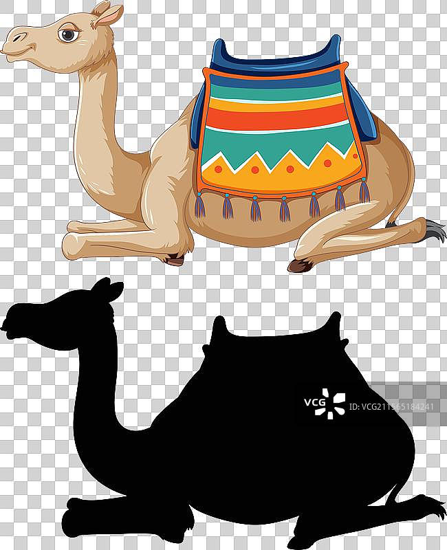 一只装饰性鞍具的骆驼图片素材