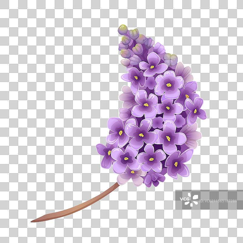 紫色和紫罗兰色的丁香花枝图片素材