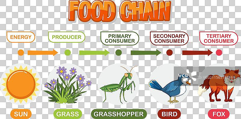 描绘了食物链中的能量流动图片素材