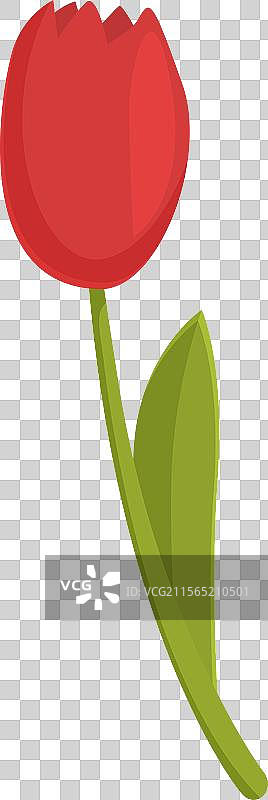 单朵红色郁金香的图形图片素材
