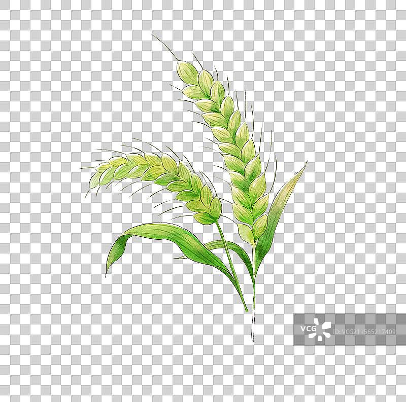 绿色的麦穗小满节气插画图片素材