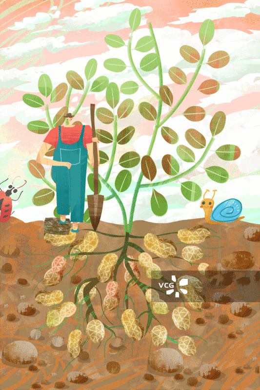 农作物花生插画GIF动图图片素材