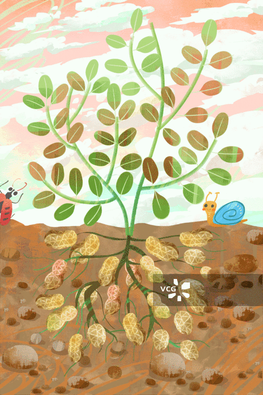 农作物花生插画GIF动图图片素材