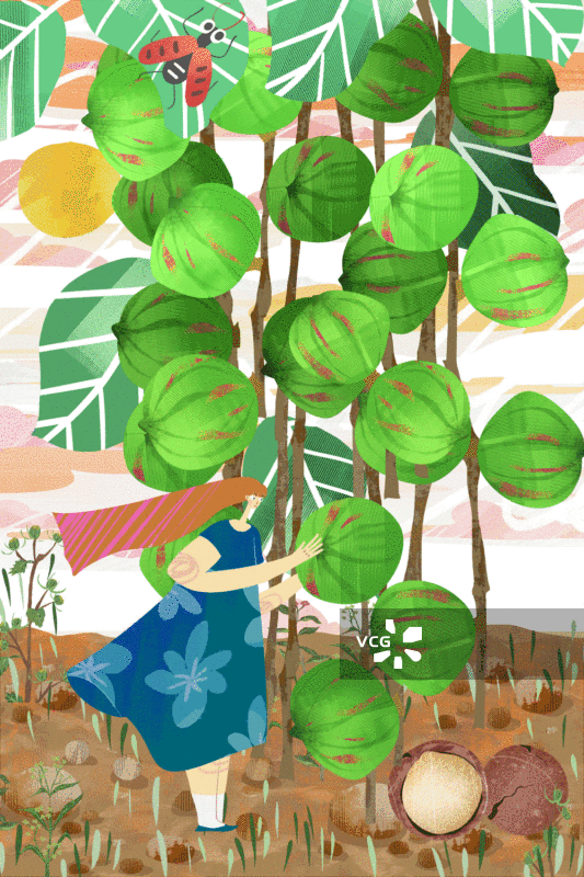 夏威夷果插画GIF动图图片素材