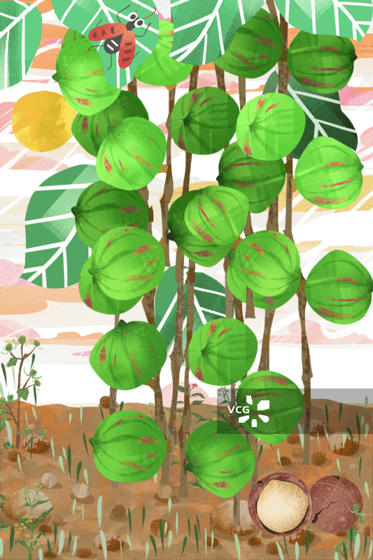 夏威夷果插画背景GIF动图图片素材