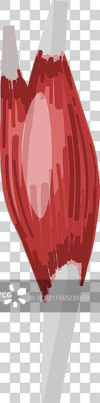 人类心脏解剖的数字图像图片素材
