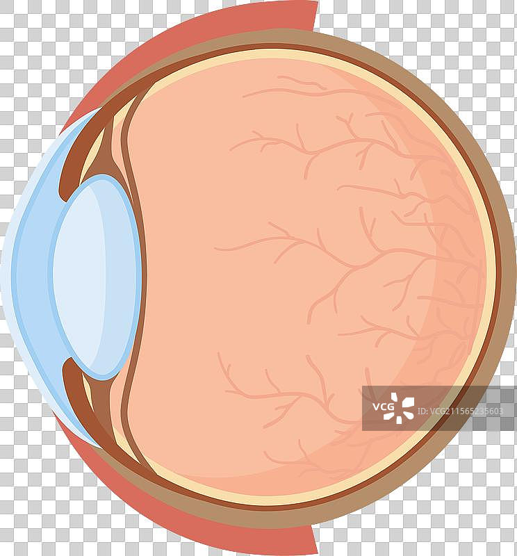 人眼的详细结构图片素材