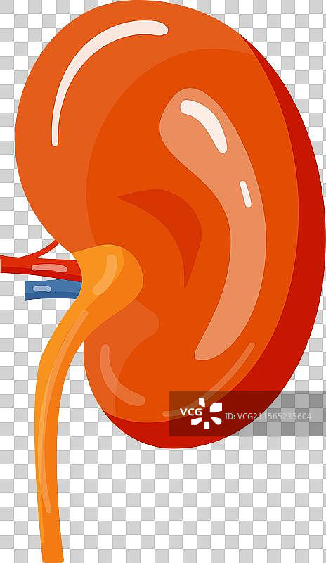 人类肾脏的详细结构图片素材