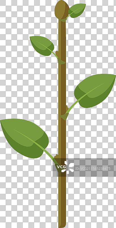 嫩芽带着新鲜的叶子图片素材