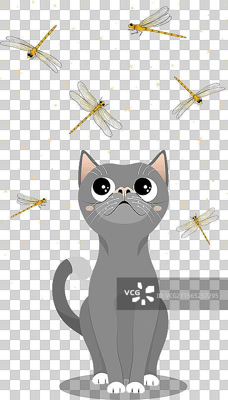 可爱的猫咪在星空下观察蜻蜓图片素材