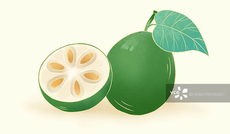 罗汉果水果季节食物美食手绘插画图片素材