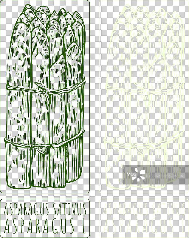 手绘的芦笋图片素材