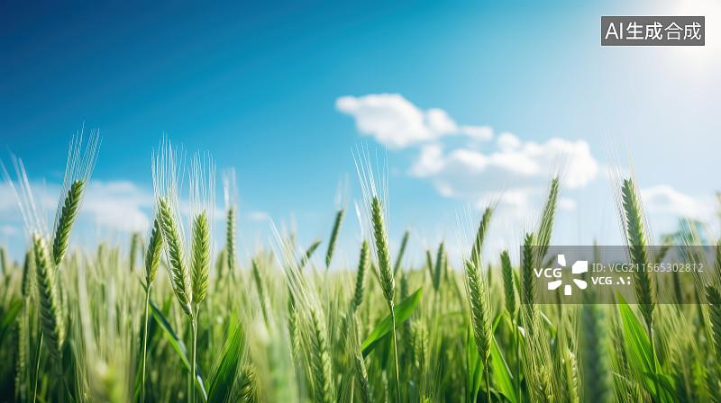【AI数字艺术】春天麦田里的绿色小麦图片素材