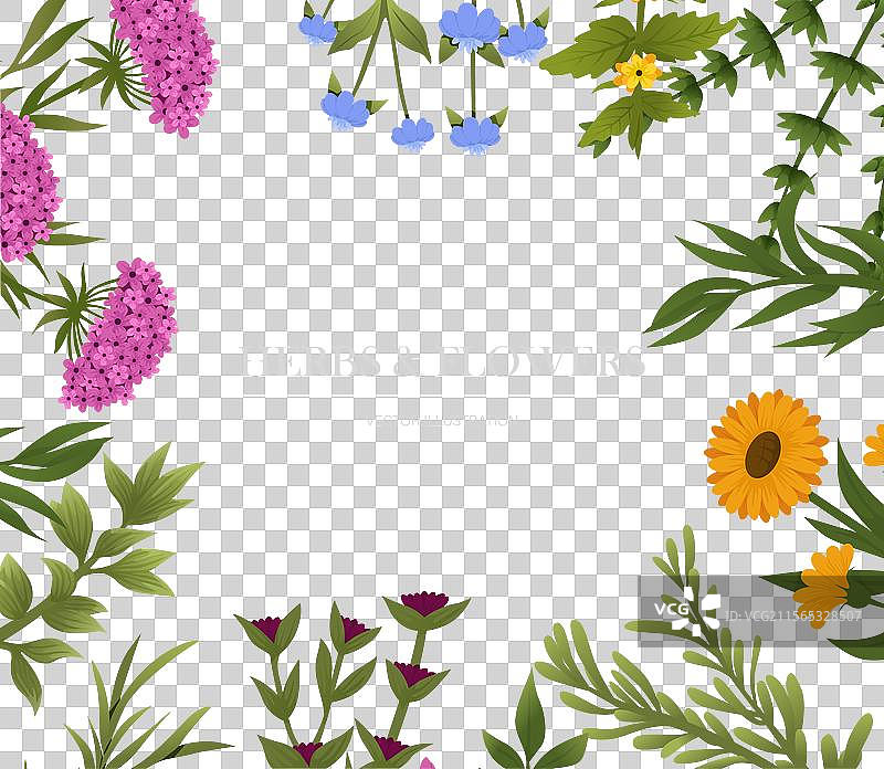 手绘草药植物横幅图片素材