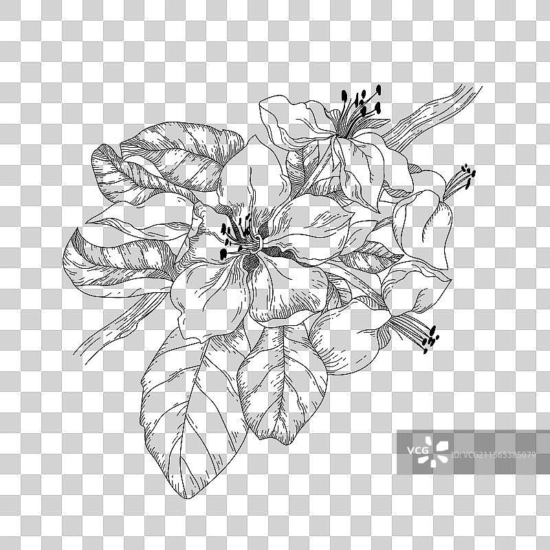 线性植物分支与应用图片素材