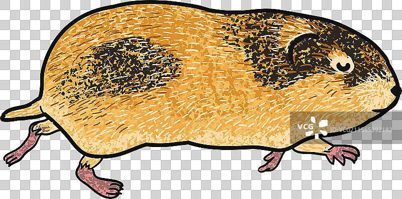 多彩的旅鼠图片素材