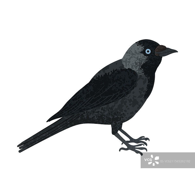 五彩斑斓的寒鸦图片素材