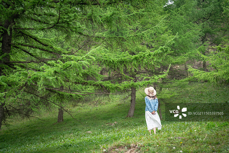 长阳火烧坪森林之春图片素材