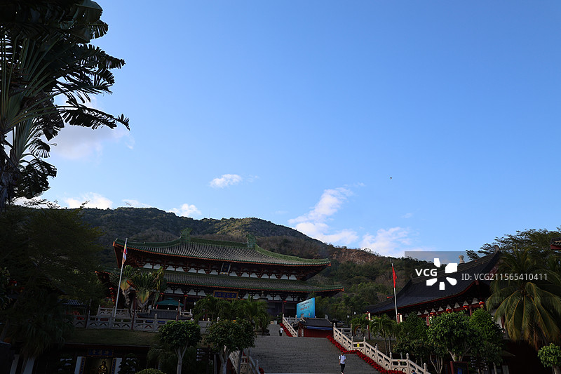 南山寺，三亚，孔雀树图片素材